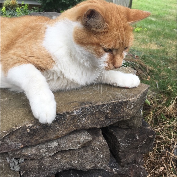 Meet your Posher, Anya - Picture 1 of 1