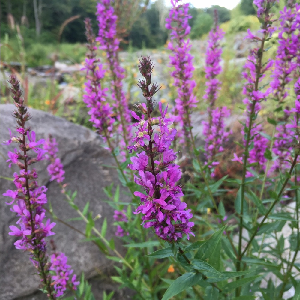 Meet your Posher, Pascale