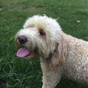 Meet your Posher, Ella