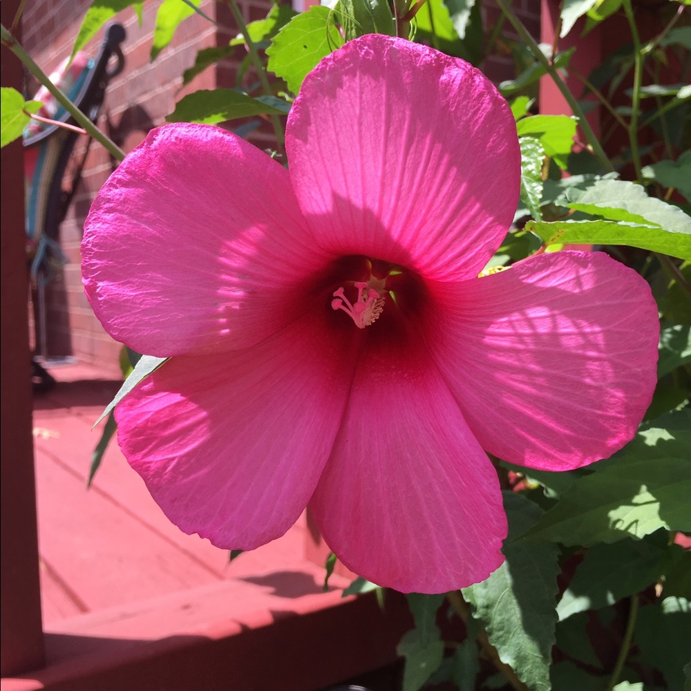 Meet your Posher, Peggy