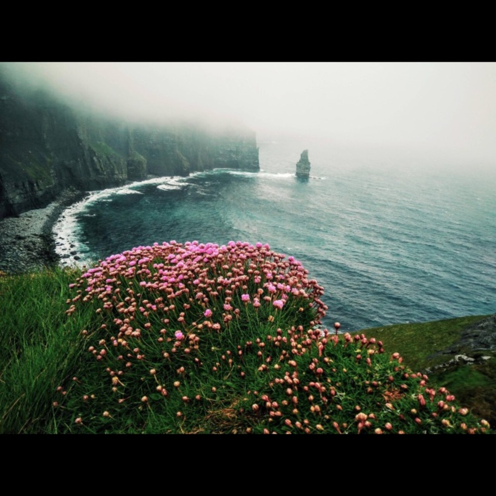 Meet your Posher, Marley