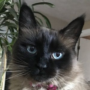 Meet your Posher, Susan