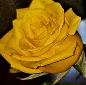 Meet your Posher, Miriam