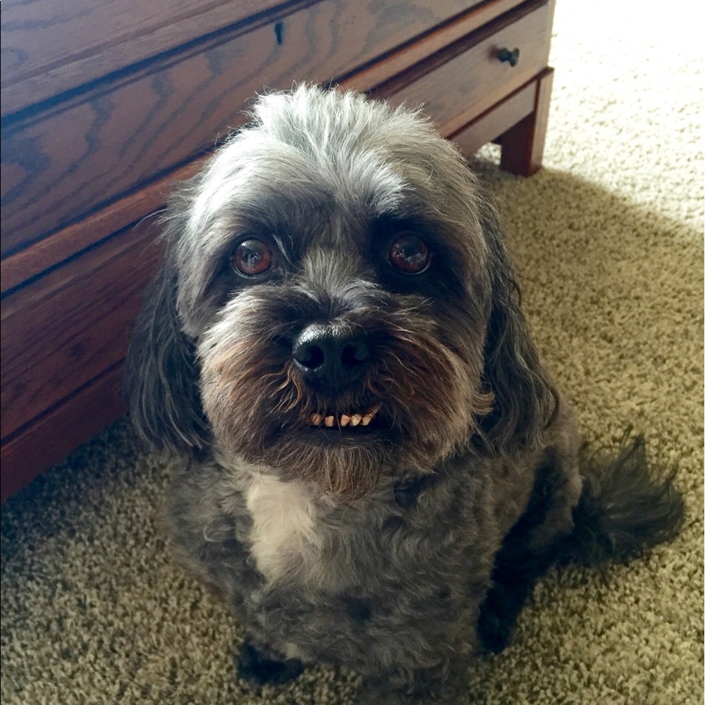 Meet your Posher, Allie