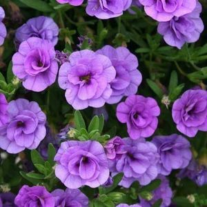 Meet your Posher, Cruz