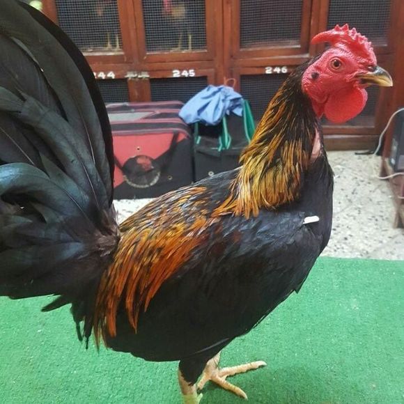 Meet your Posher, Juan - Picture 1 of 1