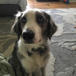 Meet your Posher, Casey