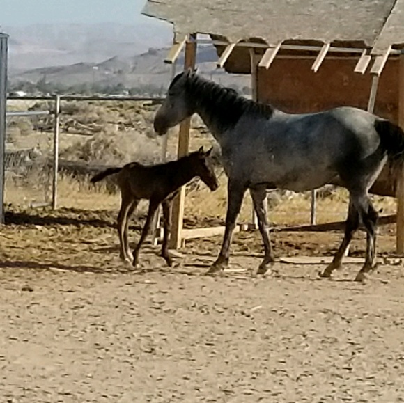 Meet your Posher, Omar - Picture 1 of 1