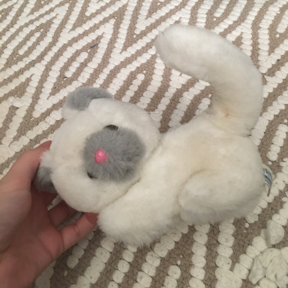 Fluffy cat