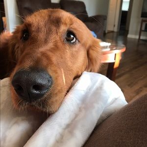 Meet your Posher, Chrissy