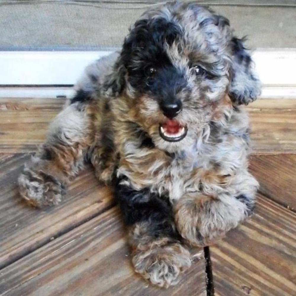 Meet your Posher, Smokie