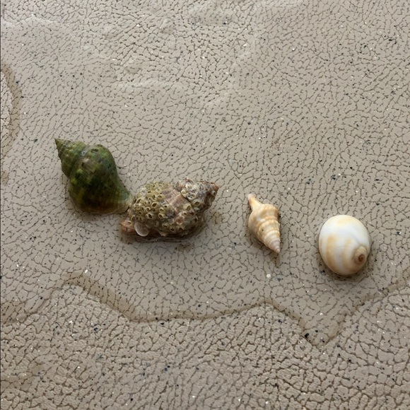 Meet your Posher, Elizabeth - Picture 1 of 1