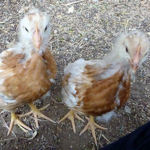 Meet your Posher, Chrisha