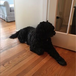 Meet your Posher, Hunter