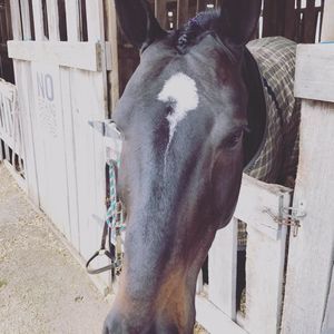 Meet your Posher, Allie