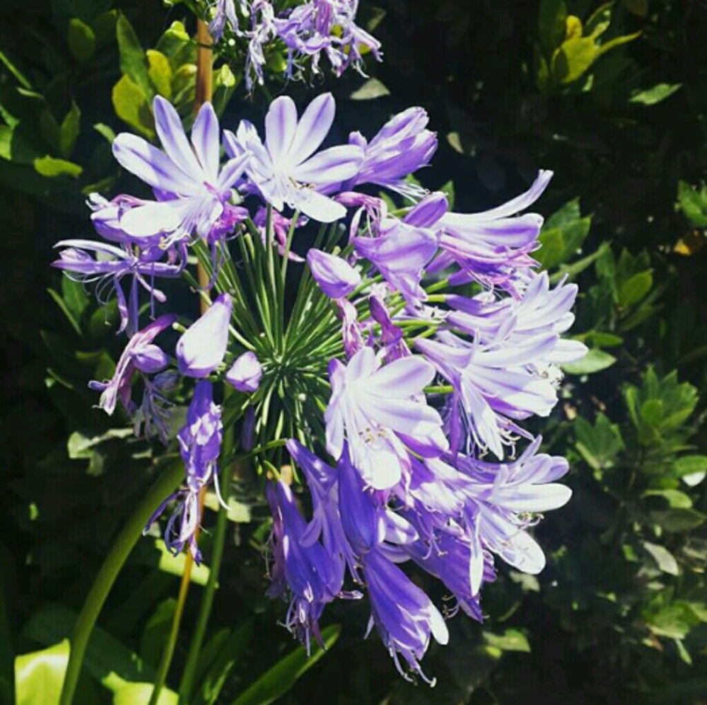 Meet your Posher, Alma