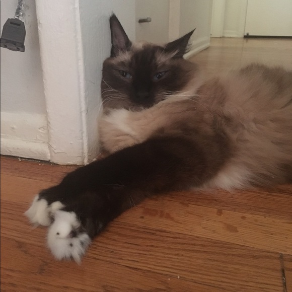 Meet your Posher, Jordan - Picture 1 of 1