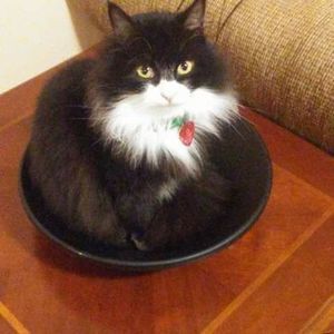 Meet your Posher, Caroline