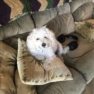 Meet your Posher, Xiaoyang