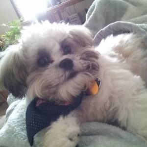 Meet your Posher, Lakeisha