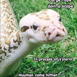 Meet your Posher, Brady