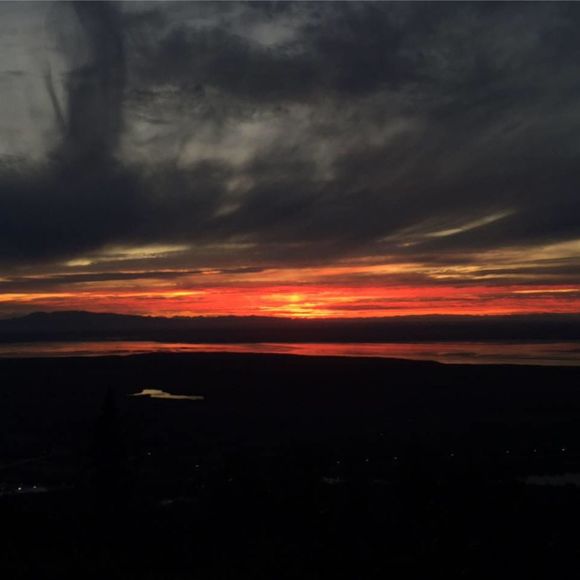 Meet your Posher, Dakota - Picture 1 of 1