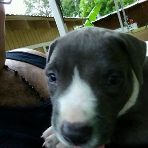 Meet your Posher, Joel