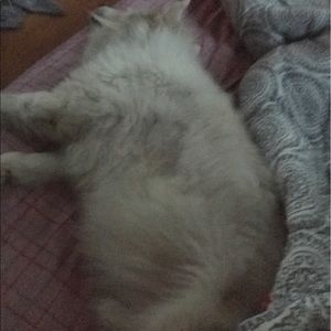 Meet your Posher, Trish