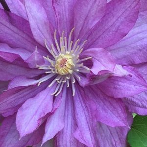 Meet your Posher, Ashling