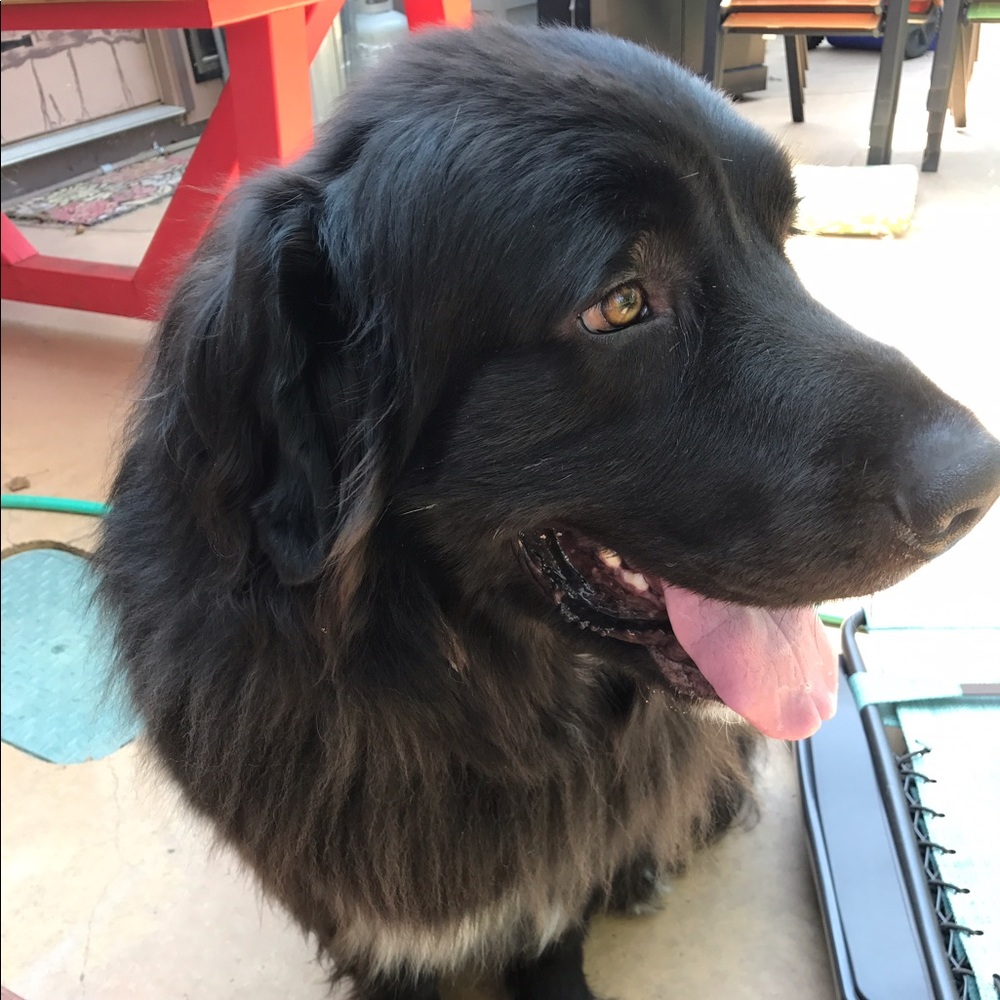 Meet your Posher, Stella