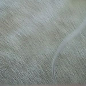 Meet your Posher, Rico