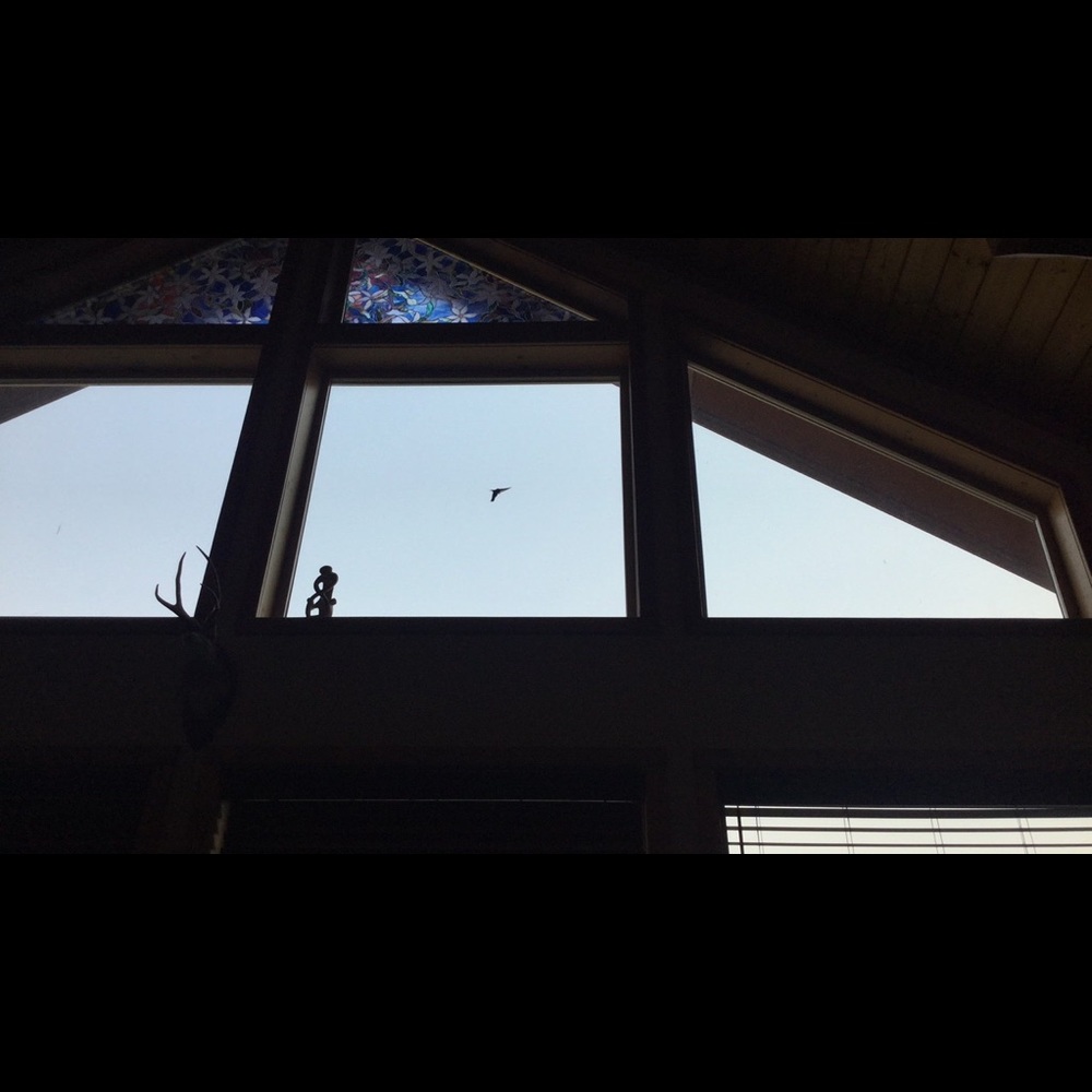 Meet your Posher, Lotus