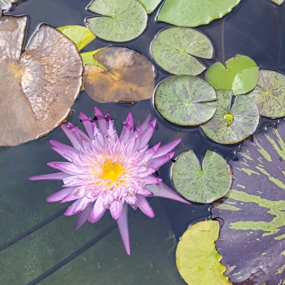 Meet your Posher, Tina