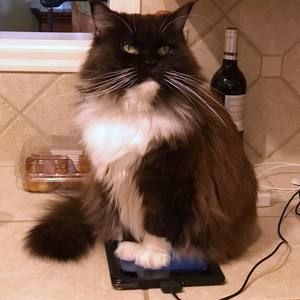 Meet your Posher, Maureen