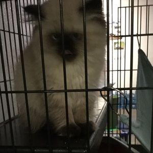 Meet your Posher, Virginia