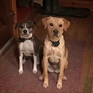 Meet your Posher, Robyn