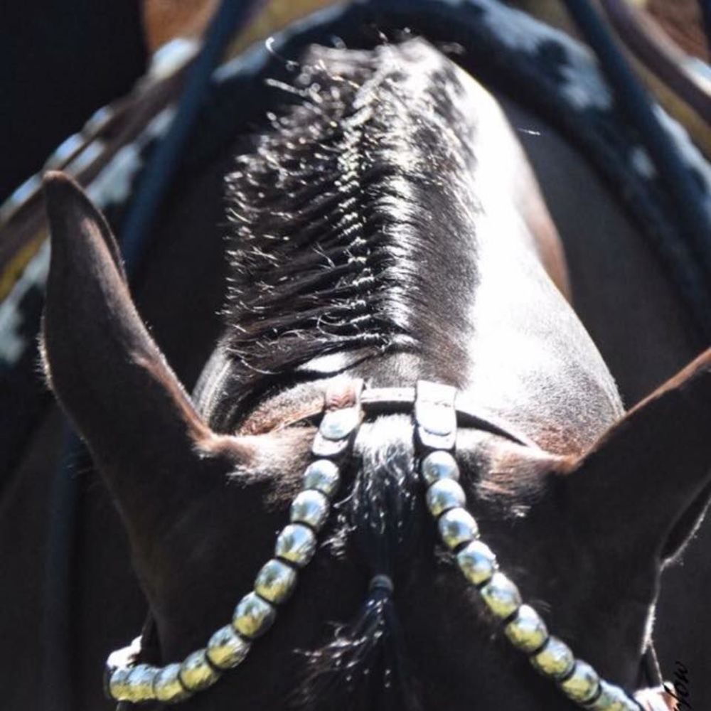 Meet your Posher, Cyndy