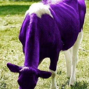 Meet your Posher, Kristi