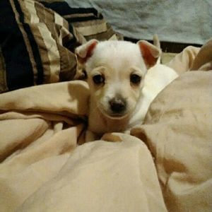 Meet your Posher, Wanda