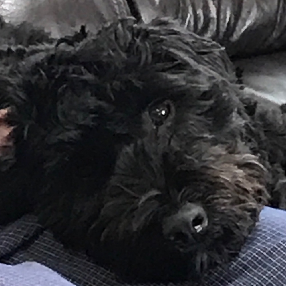 Meet your Posher, David