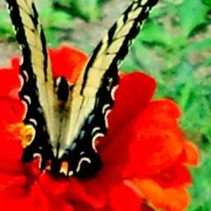 Meet your Posher, Kathy