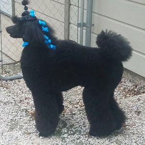 Meet your Posher, Dawn