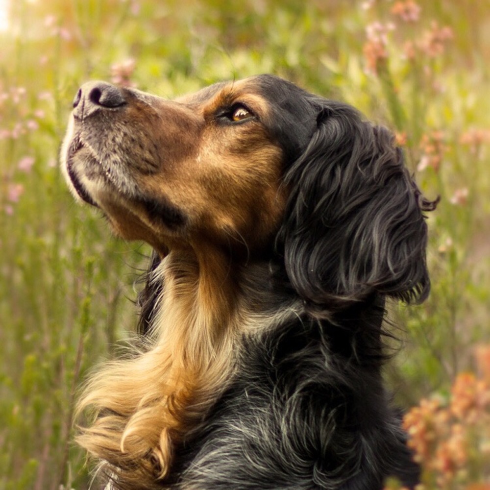 Meet your Posher, Maggie