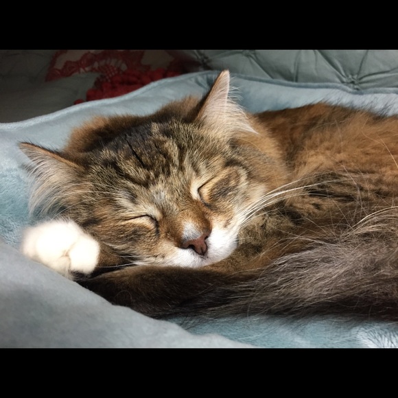 Meet your Posher - Picture 4 of 6