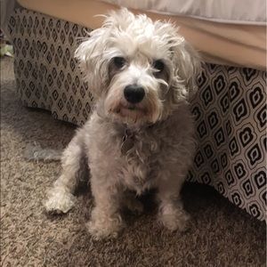 Meet your Posher, Emma