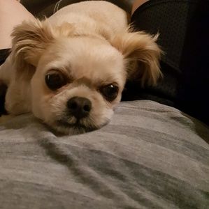 Meet your Posher, Annie