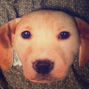 Dog shaped pillow