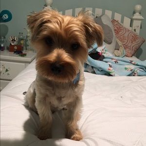 Meet your Posher, Susy