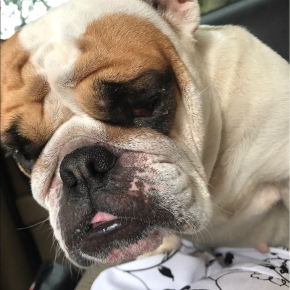 Meet your Posher, Maddie - Picture 1 of 1