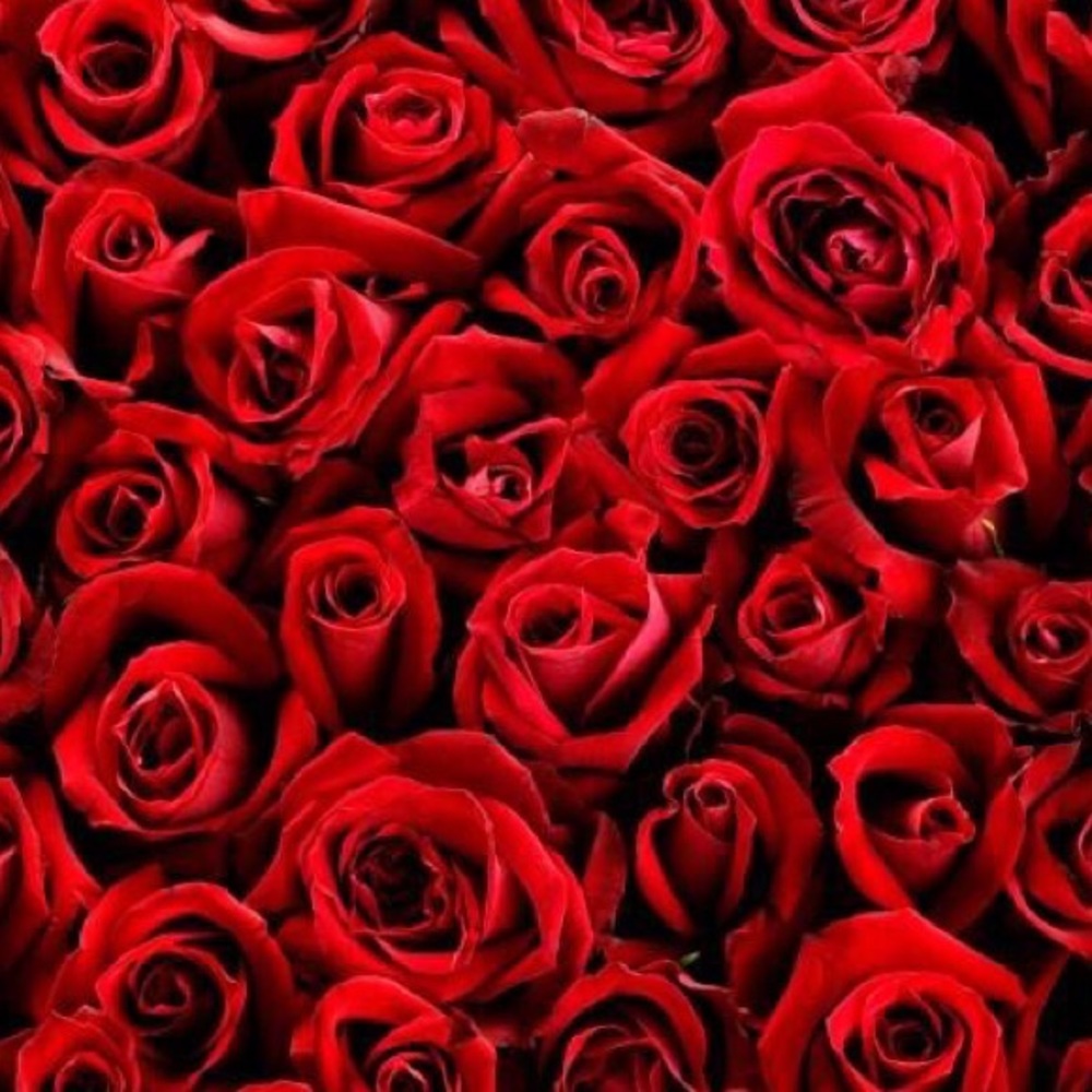 Meet your Posher, Rosalinda